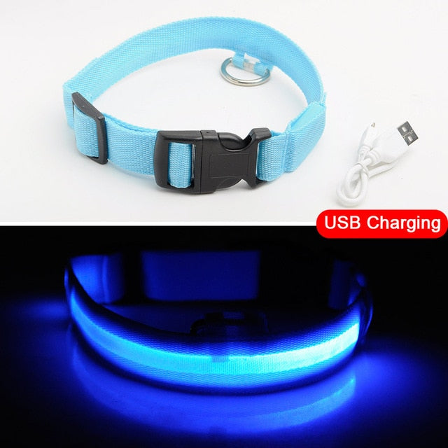 Pawppy LED Dog Collar USB charging Pet Dog Cat Mypawppy Pawppy blue